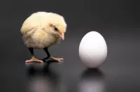 Chicken-or-the-egg-min image
