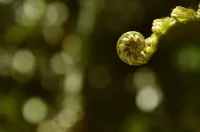 32-mystery-of-emergence image