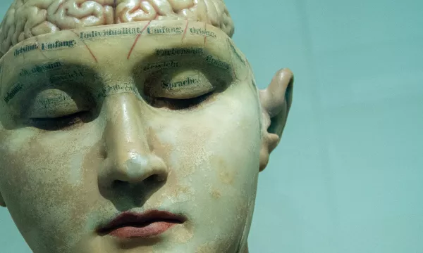 A detailed anatomical model of a human head, showcasing the brain and labeled areas indicating different cognitive functions and regions.