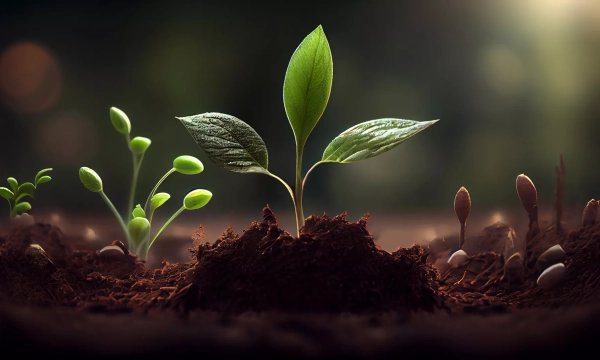 A close-up of various stages of plant growth, featuring small seedlings and a prominent sprout with green leaves emerging from rich brown soil.