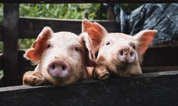 Two curious pink piglets peering over a wooden fence, with soft dirt on their snouts and a blurred natural background.