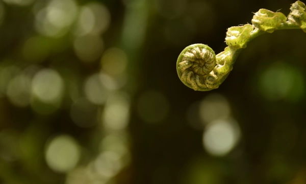 A close-up of a curled fern frond with a blurred green background, highlighting the intricate spiral pattern of the unfolding leaves.